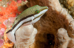 Canthigaster callisterna