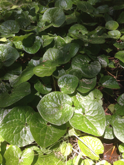 Asarum lemmonii