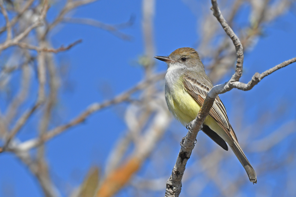 Swainson's Flycatcher