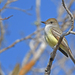 Swainson's Flycatcher - Photo (c) Christoph Moning, some rights reserved (CC BY), uploaded by Christoph Moning