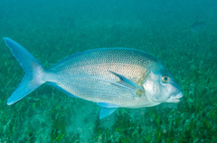 Nemadactylus douglasii