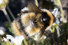 Bombus kirbiellus