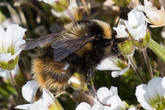 Bombus kirbiellus