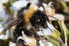 Bombus kirbiellus