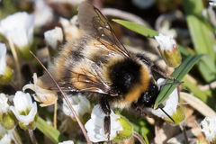 Bombus kirbiellus