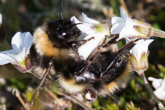 Bombus kirbiellus