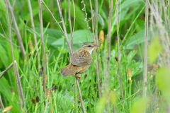Helopsaltes certhiola