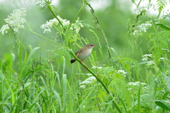 Helopsaltes certhiola