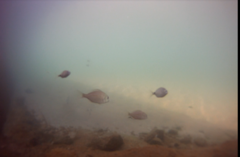 Rhabdosargus holubi