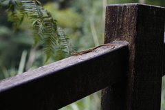 Takydromus formosanus