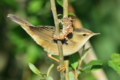 Helopsaltes certhiola