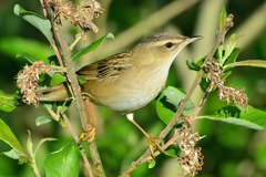 Helopsaltes certhiola