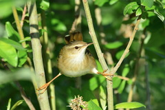 Helopsaltes certhiola