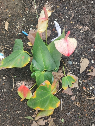 Image of Anthurium andraeanum by (c) Isabel Rodríguez, some rights reserved (CC BY)