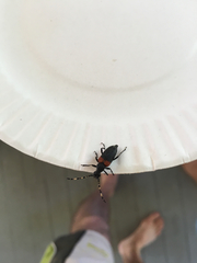 Stictoleptura canadensis