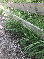 Elymus caninus