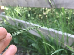 Elymus caninus