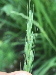 Elymus caninus