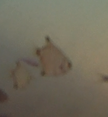 Monodactylidae