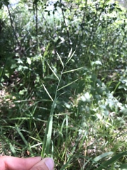 Brachypodium pinnatum