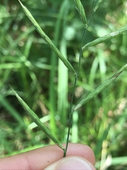 Brachypodium pinnatum