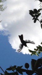 Cynanthus latirostris