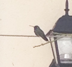 Cynanthus latirostris