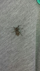 Aegomorphus clavipes