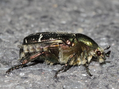 Cetonia aurata