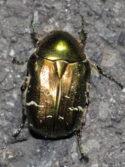 Cetonia aurata