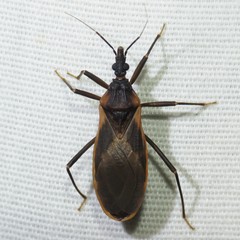 Triatoma rubida