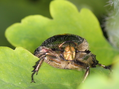 Cetonia aurata