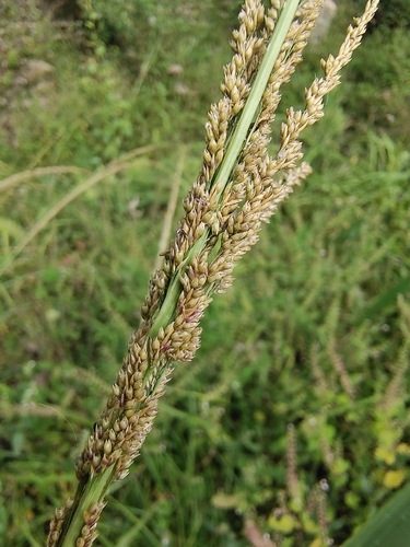 Sporobolus fertilis iNat (3)
