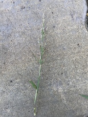 Eragrostis multicaulis