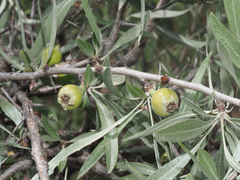 Pyrus salicifolia