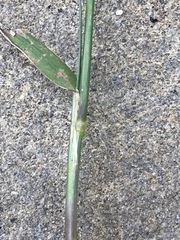 Eragrostis multicaulis