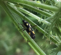 Grypocoris stysi