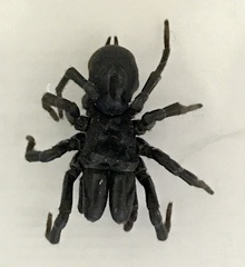 Atypus affinis