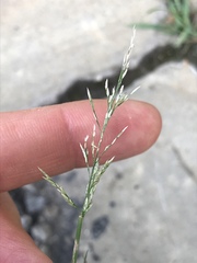 Eragrostis multicaulis