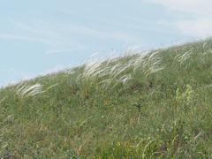 Stipa lessingiana
