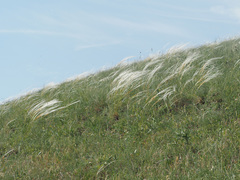 Stipa lessingiana