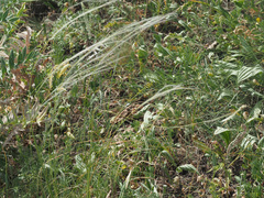 Stipa lessingiana