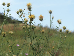 Centaurea reflexa
