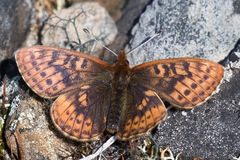 Boloria improba