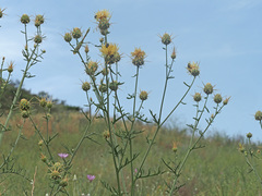 Centaurea reflexa