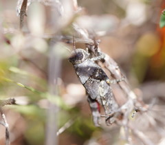 Cirphula pyrrhocnemis