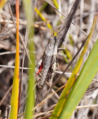 Cirphula pyrrhocnemis