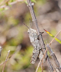 Cirphula pyrrhocnemis