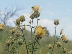 Centaurea reflexa