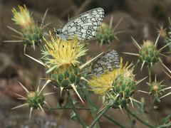 Centaurea reflexa